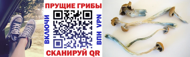 Псилоцибиновые грибы Psilocybine cubensis Мегион